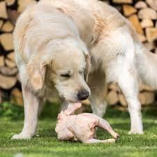 Can Dogs Eat Raw Chicken? Health Risks You Need to Know