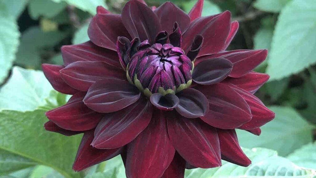Black Dahlia Flower