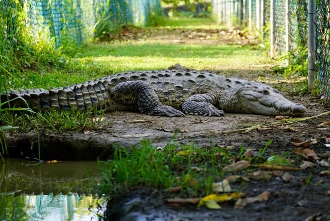 Jamaica’s ‘crocodile guardian